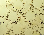 Brass Sun Stamping Blanks