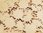 Bronze Sun Stamping Blanks