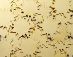 NuGold Sun Stamping Blanks